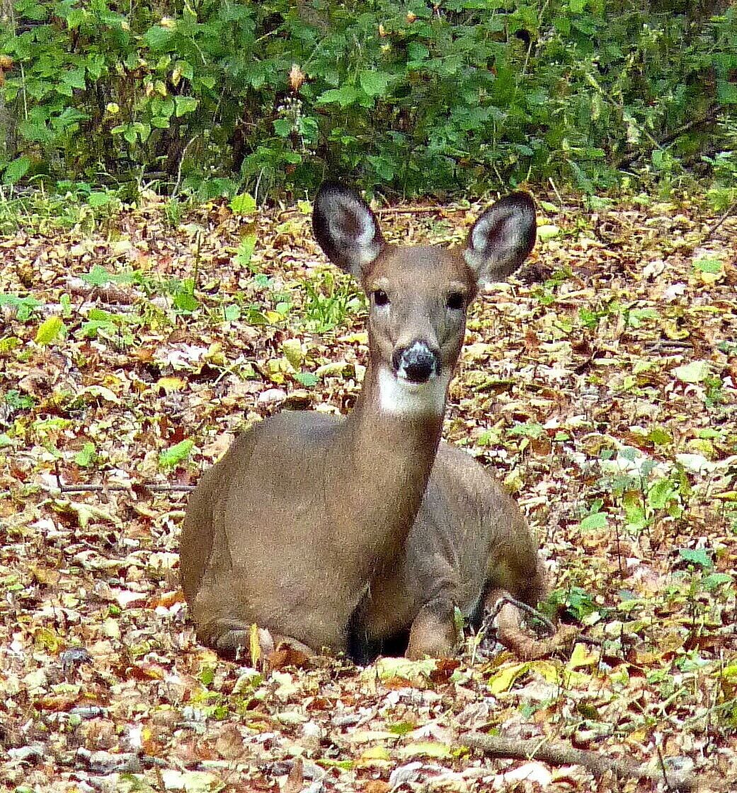 韋斯利克洛弗公園