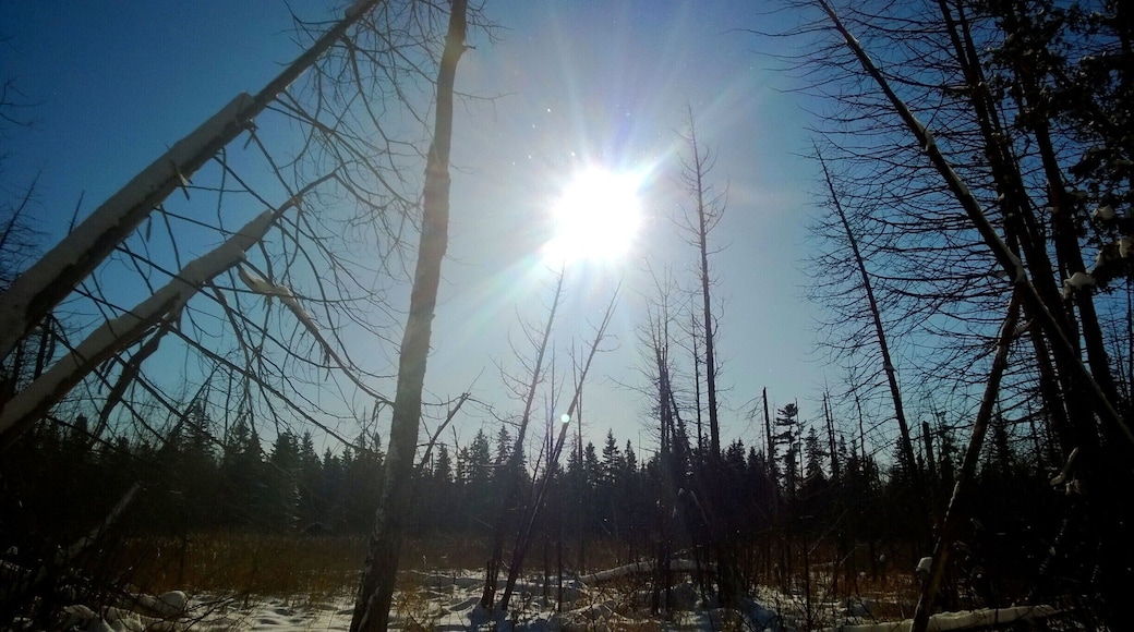Out for a winter snowshoe on Jack Pine Trail, right in the city. #localgem