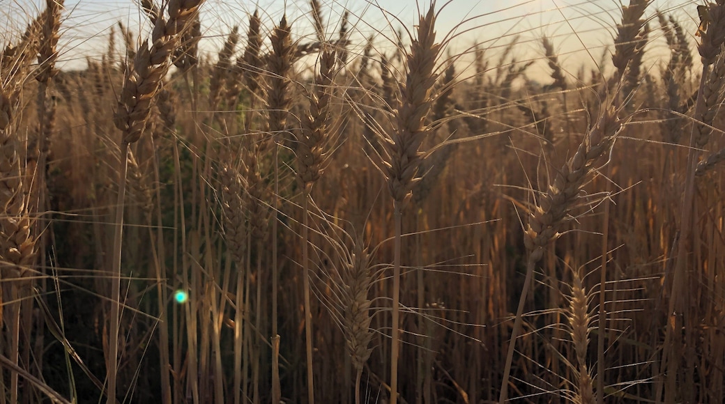 Lovely evening for a walk.