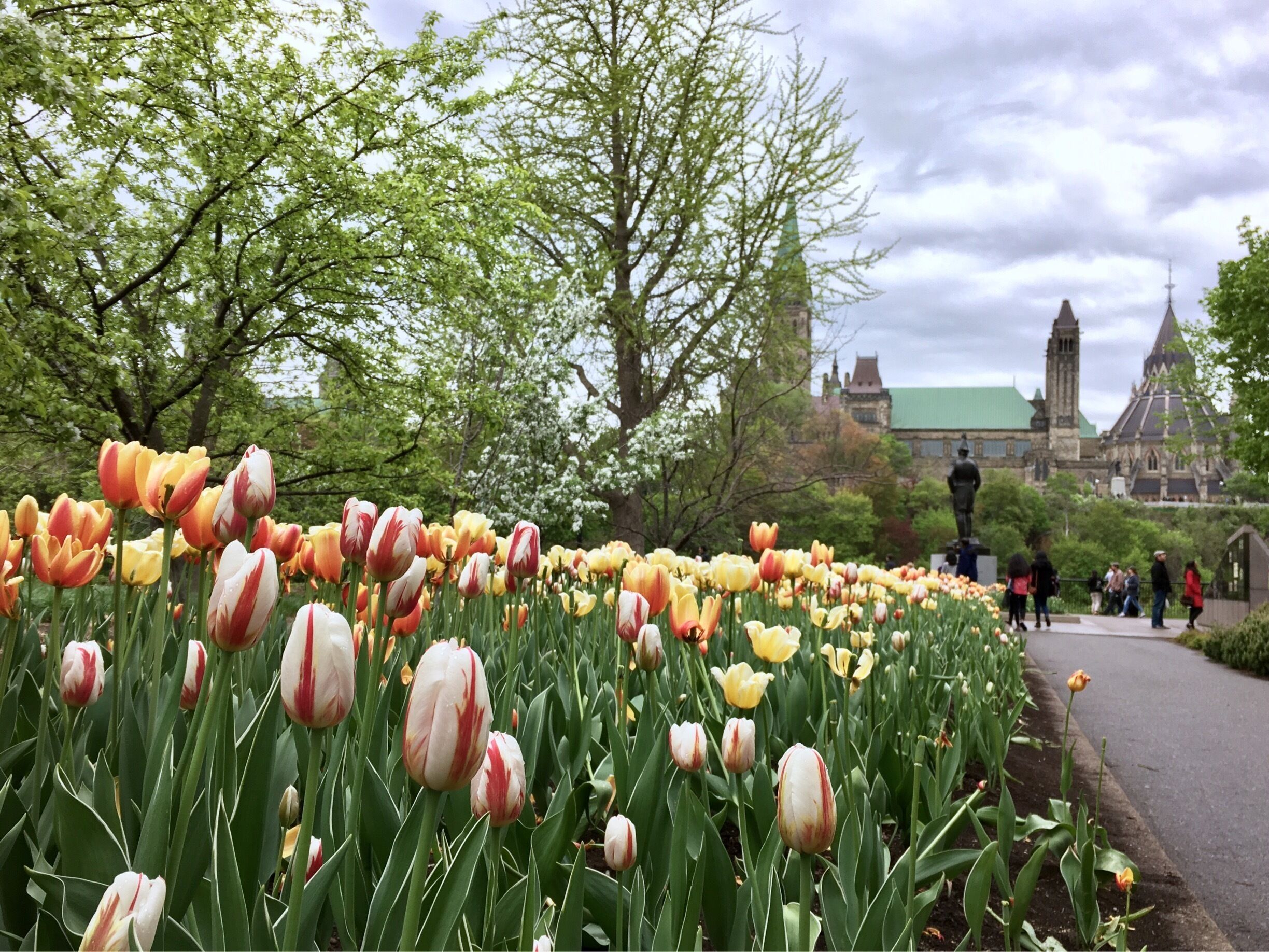 Each year, the Canadian Tulip Festival celebrates the return of spring by showcasing over a million tulips across Ottawa. The festival is the largest of its kind in the world.
#Festival #Ontario #Canada #Ottawa #Spring #Tulip #Flower #Parks