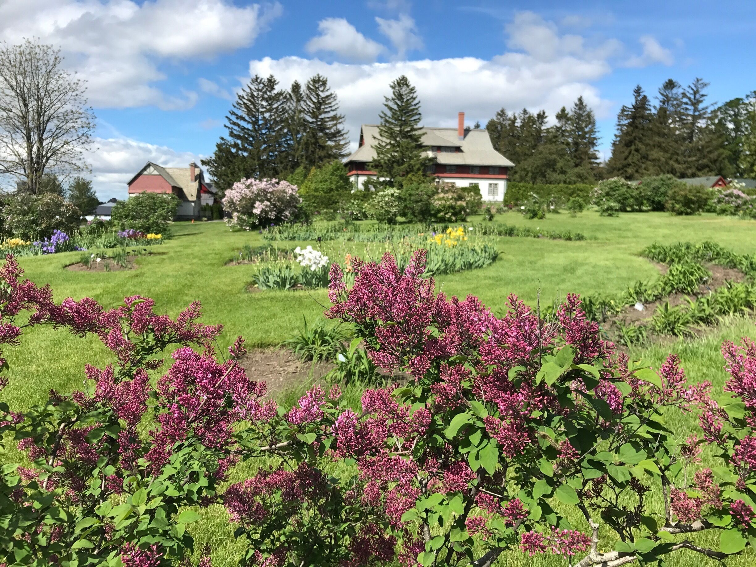 Experimental Farm in Ottawa is home for beautiful gardens. Here is lilacs, iris and peonies are in bloom. Nice for a walk