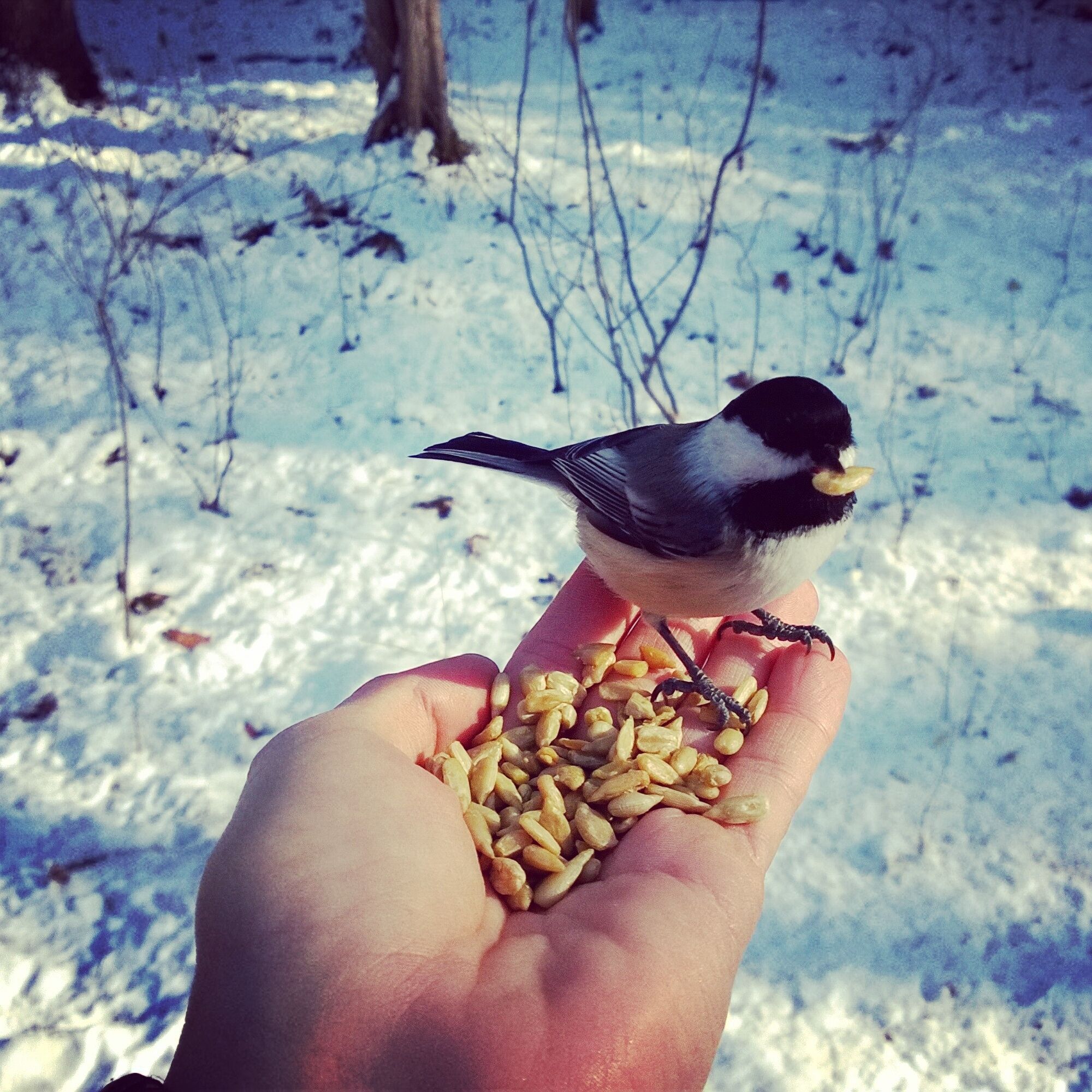 Feeding the cute little chickadee's while hiking along one of the wonderful trails located right in the City of Ottawa. These little birds are so bold and friendly, they have no hesitation to come eat right from your hand! #localgem #winterwonders