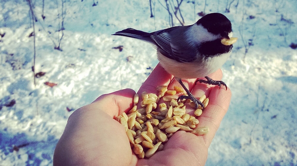 Feeding the cute little chickadee's while hiking along one of the wonderful trails located right in the City of Ottawa. These little birds are so bold and friendly, they have no hesitation to come eat right from your hand! #localgem #winterwonders