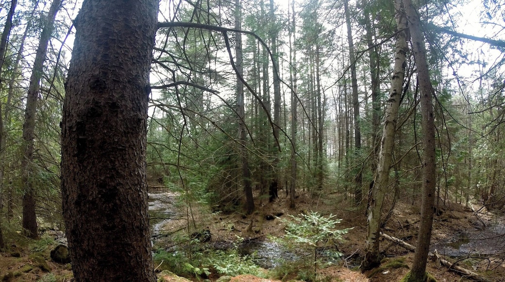 I am officially in love with my go pro. Yet another photo from Morris Island the other day. Such a lovely quiet spot. So many birds, squirrels, chipmunks, and other happy critters.
The trail is really well marked and there are many different look outs.