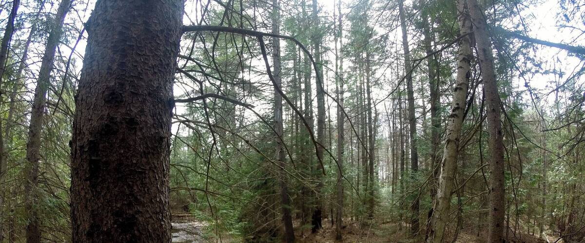 I am officially in love with my go pro. Yet another photo from Morris Island the other day. Such a lovely quiet spot. So many birds, squirrels, chipmunks, and other happy critters.
The trail is really well marked and there are many different look outs.