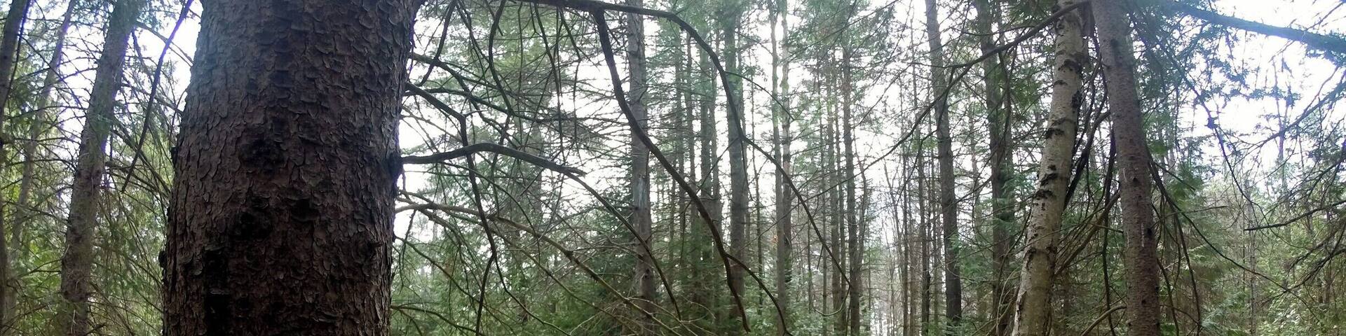 I am officially in love with my go pro. Yet another photo from Morris Island the other day. Such a lovely quiet spot. So many birds, squirrels, chipmunks, and other happy critters.
The trail is really well marked and there are many different look outs.