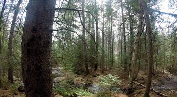 I am officially in love with my go pro. Yet another photo from Morris Island the other day. Such a lovely quiet spot. So many birds, squirrels, chipmunks, and other happy critters.
The trail is really well marked and there are many different look outs.