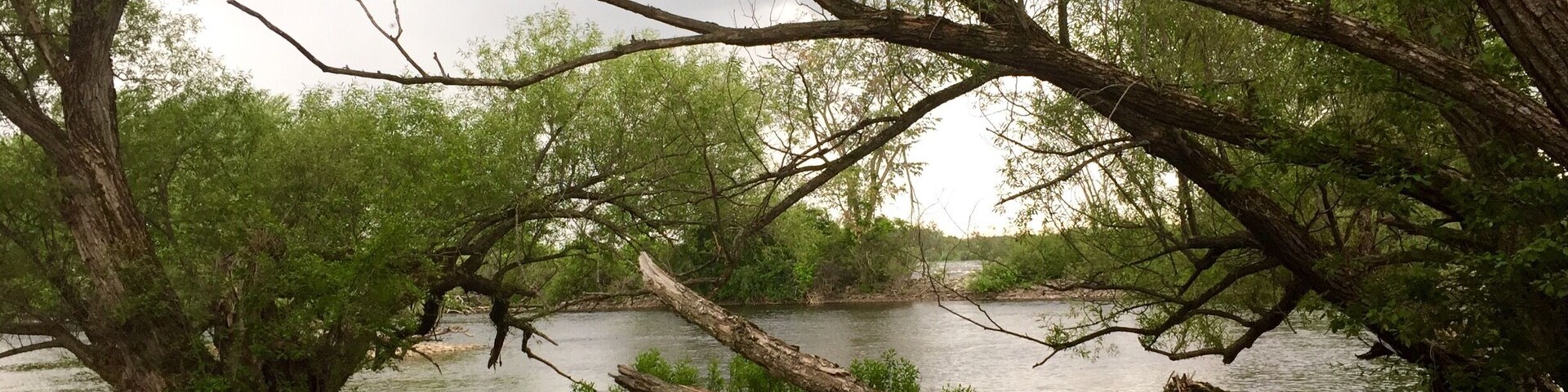 A riverbank with trees and a fallen tree trunk.