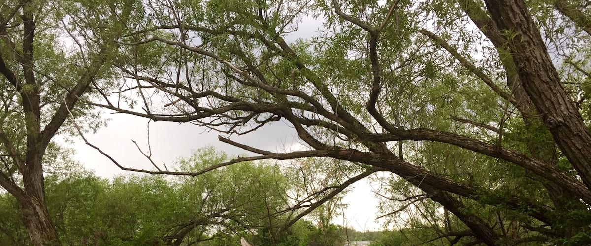 A riverbank with trees and a fallen tree trunk.