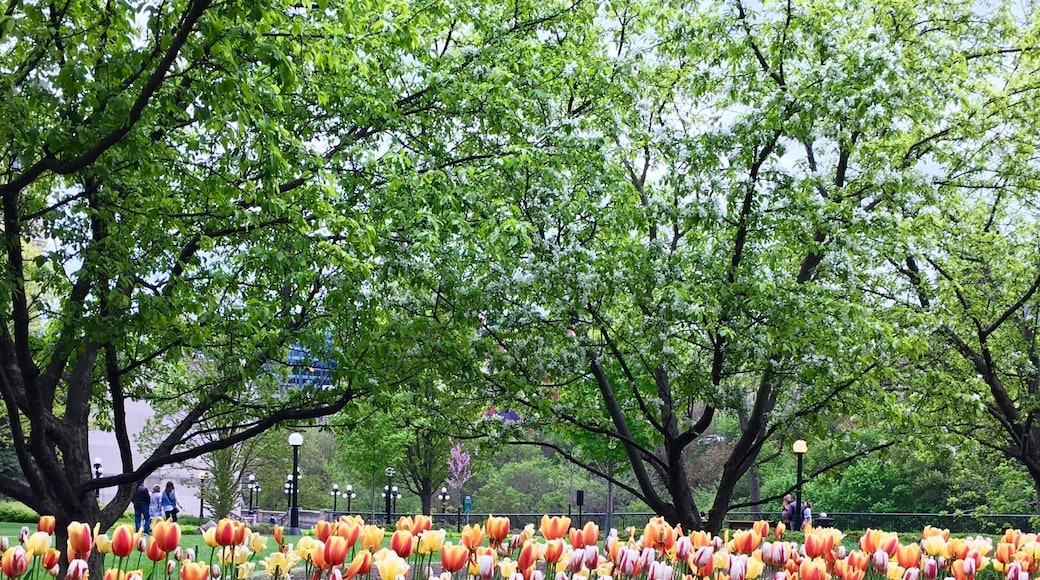 Each year, the Canadian Tulip Festival celebrates the return of spring by showcasing over a million tulips across Ottawa. The festival is the largest of its kind in the world.
#Festival #Ontario #Canada #Ottawa #Spring #Tulip #Flower #parks