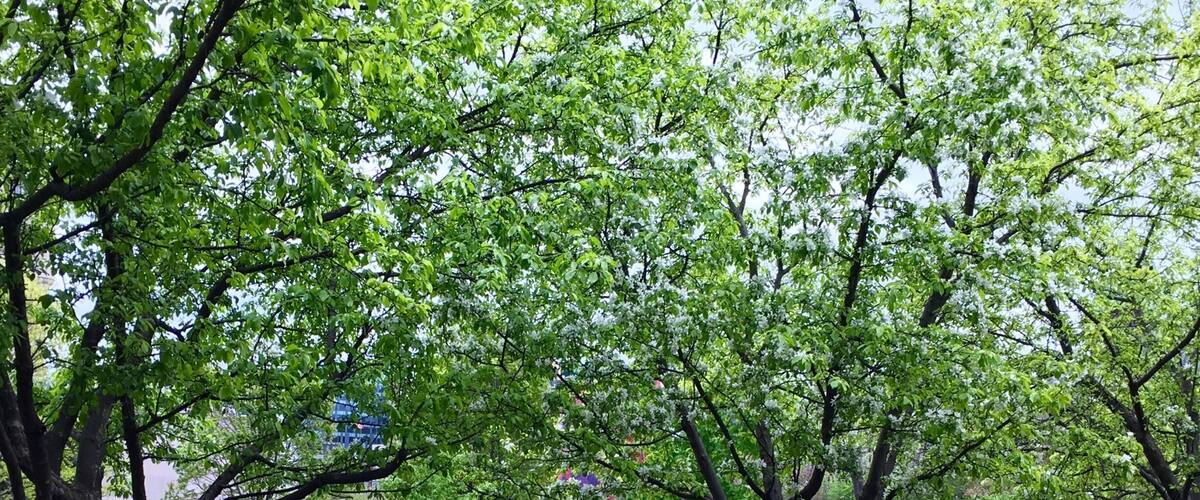 Each year, the Canadian Tulip Festival celebrates the return of spring by showcasing over a million tulips across Ottawa. The festival is the largest of its kind in the world.
#Festival #Ontario #Canada #Ottawa #Spring #Tulip #Flower #parks