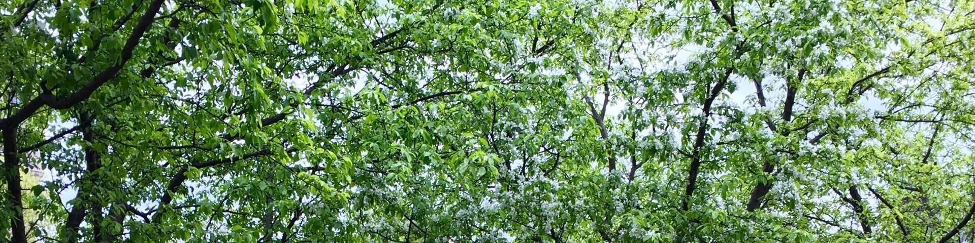 Each year, the Canadian Tulip Festival celebrates the return of spring by showcasing over a million tulips across Ottawa. The festival is the largest of its kind in the world.
#Festival #Ontario #Canada #Ottawa #Spring #Tulip #Flower #parks