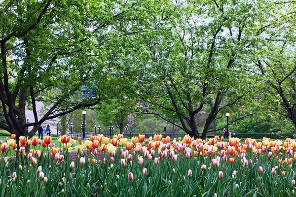 Each year, the Canadian Tulip Festival celebrates the return of spring by showcasing over a million tulips across Ottawa. The festival is the largest of its kind in the world.
#Festival #Ontario #Canada #Ottawa #Spring #Tulip #Flower #parks