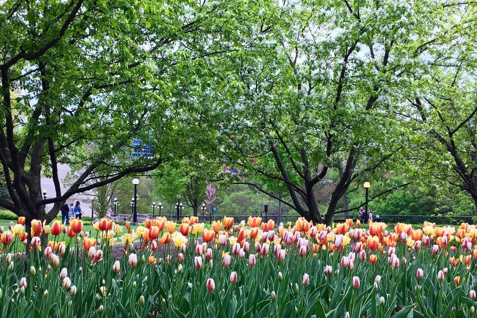 A park with rows of tulips and large trees.