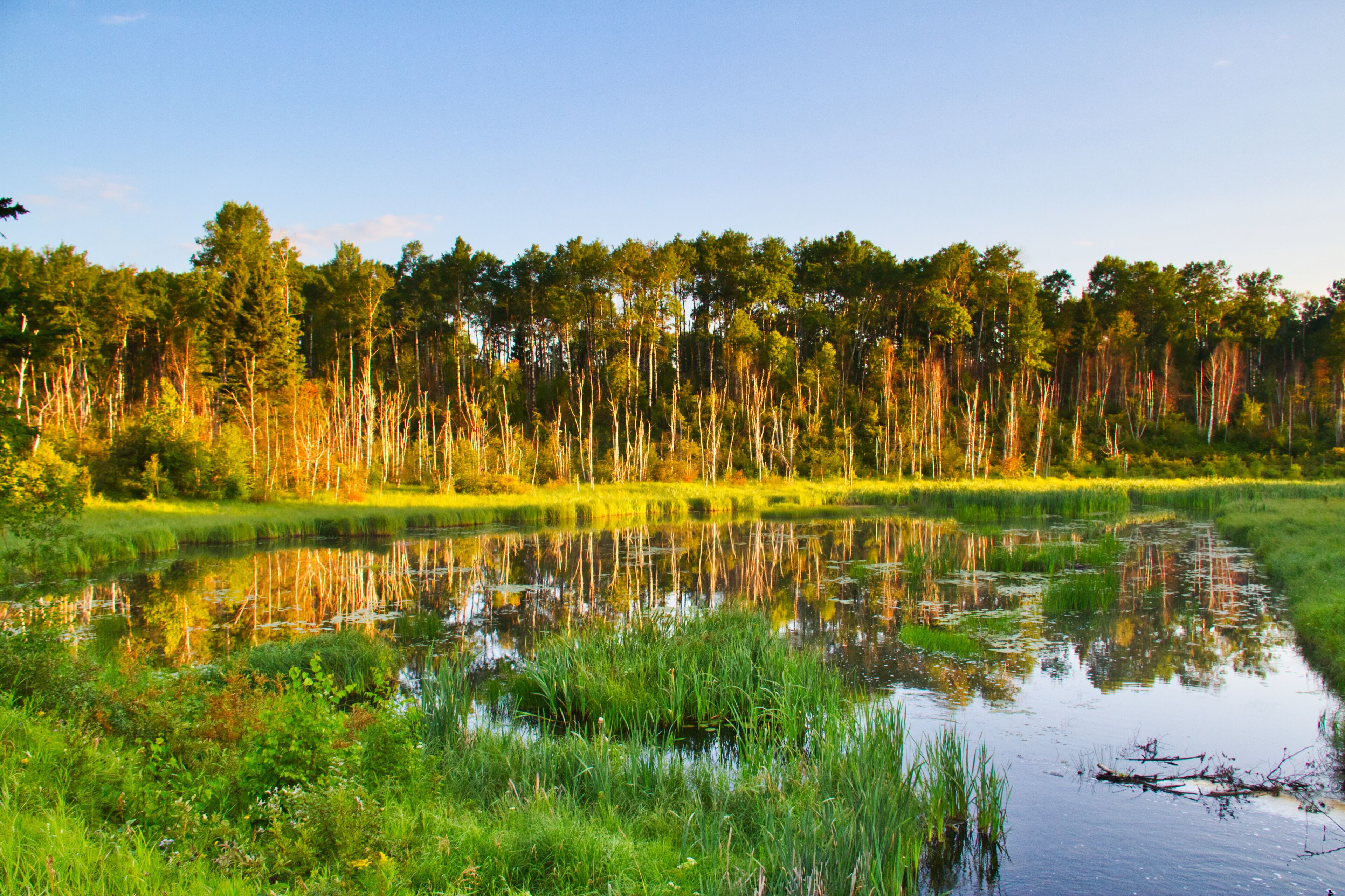 Early Morning Light on a Forest Lake