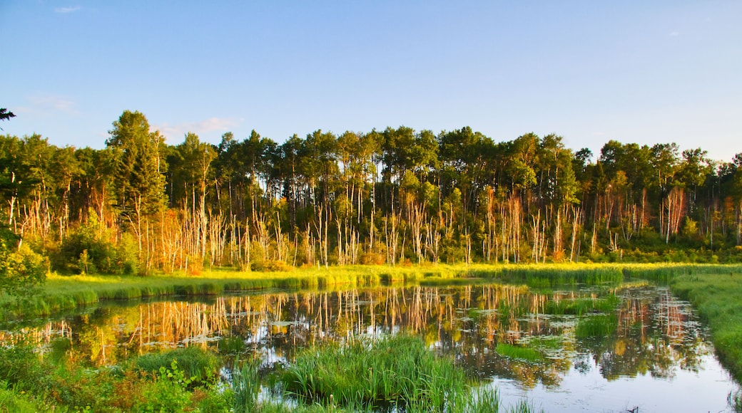 Early Morning Light on a Forest Lake