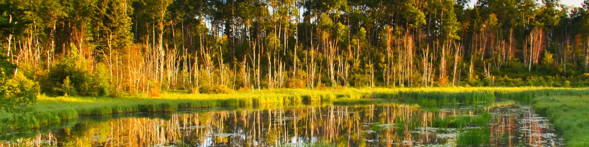 Paisagem calma com um lago refletindo árvores e um primeiro plano gramado.
