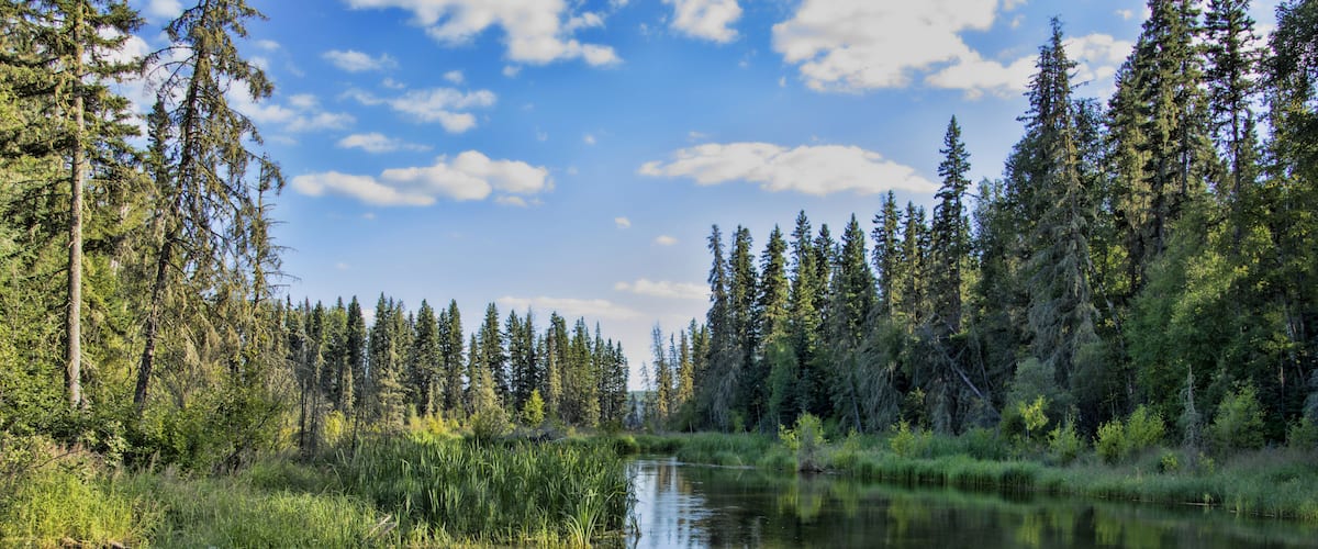 Une rivière paisible, bordée d’une forêt dense et d’arbres imposants.