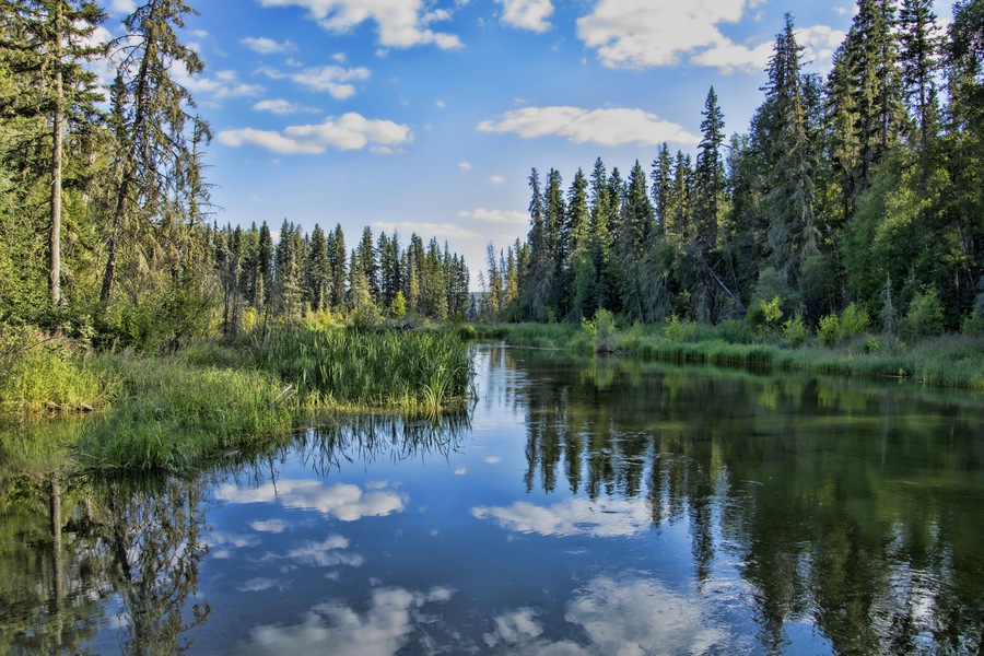 A calm river surrounded by dense forest and tall trees.