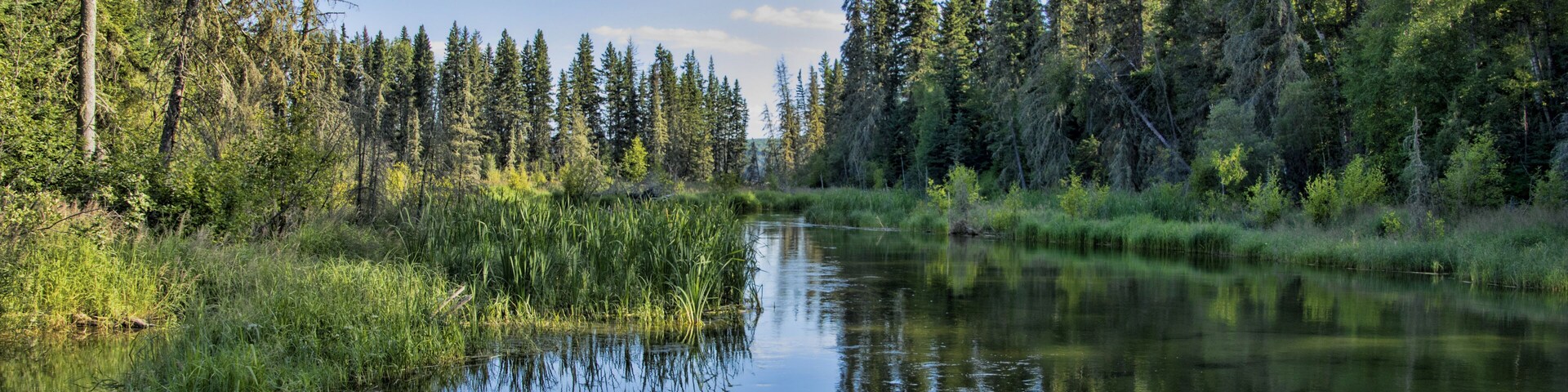 Un río tranquilo rodeado de un bosque denso y árboles altos.