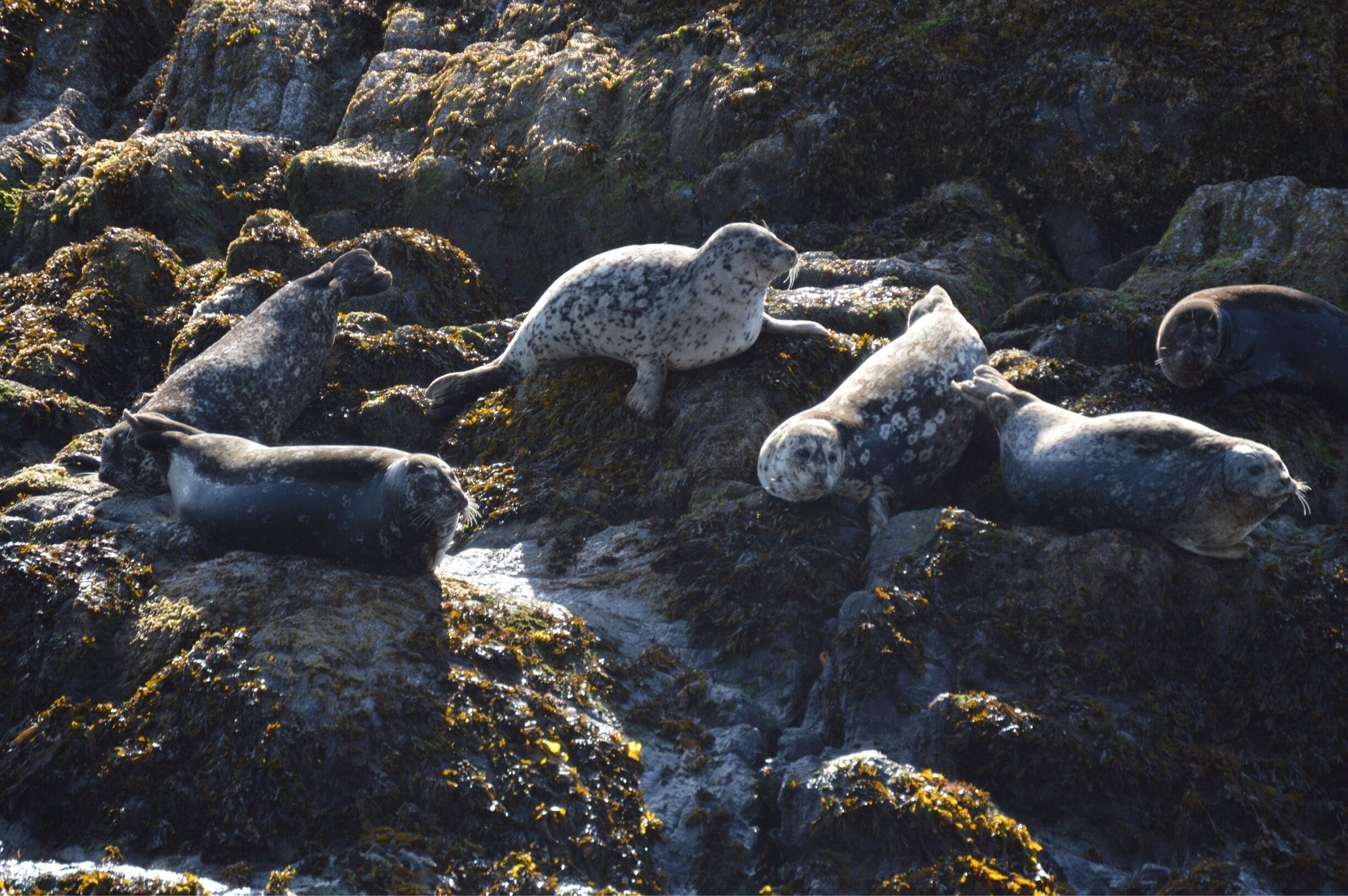 Seals resting on rocky terrain with moss.