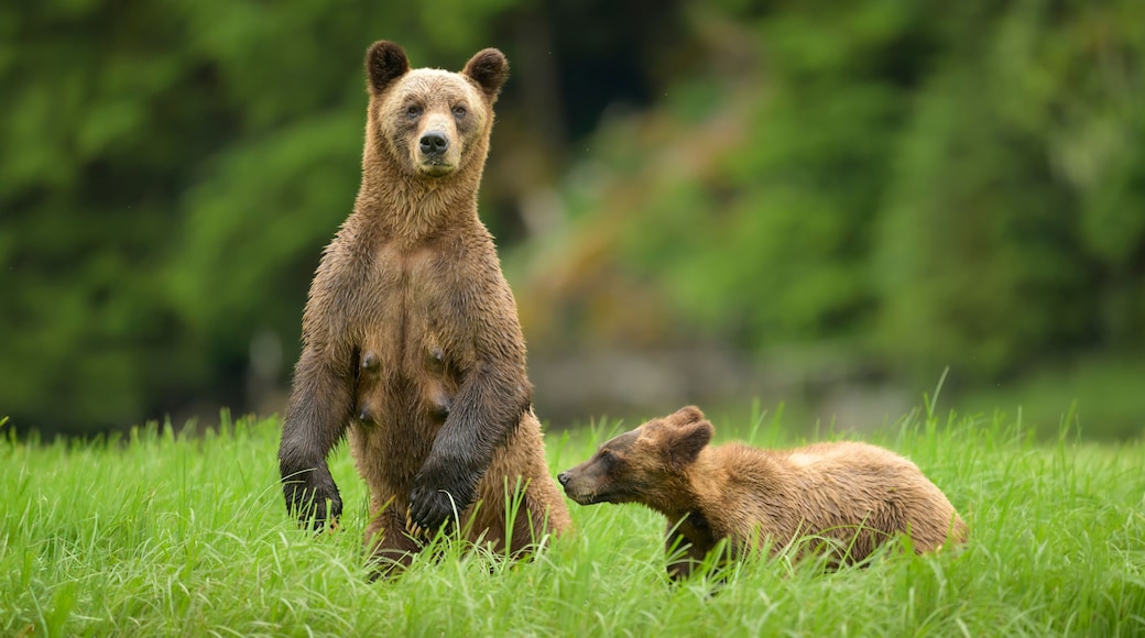 A brown bear with cub stands for a better look