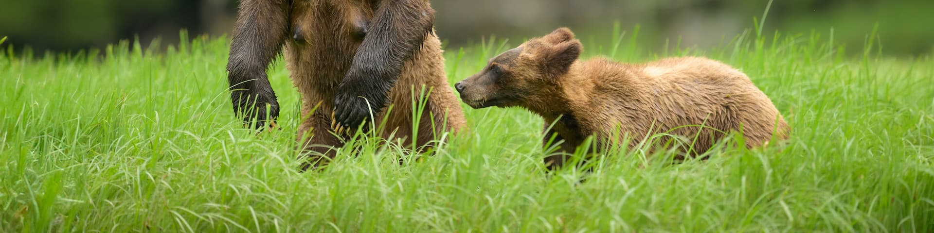 A brown bear with cub stands for a better look