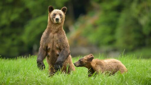 A brown bear with cub stands for a better look