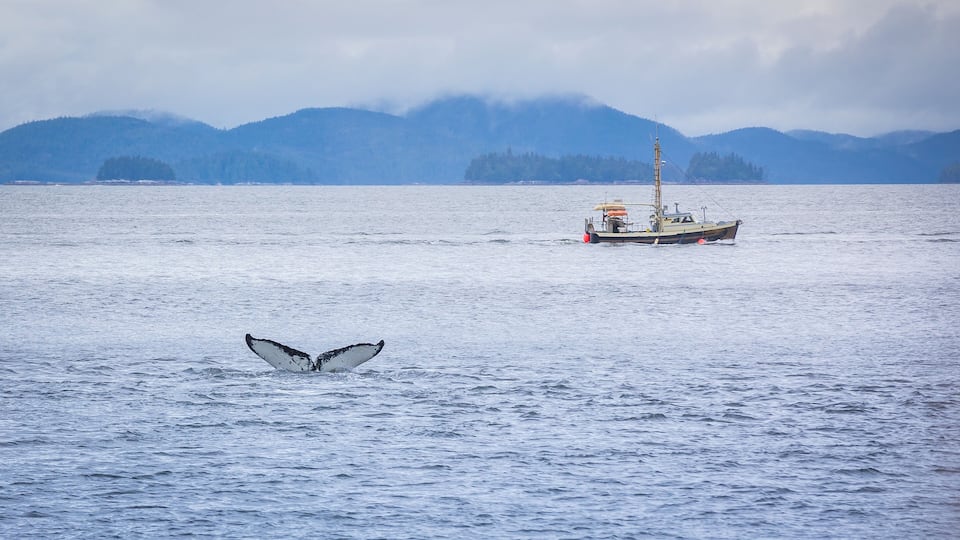 A whale tail above calm water with a fishing boat in the distance and mountains in the background.