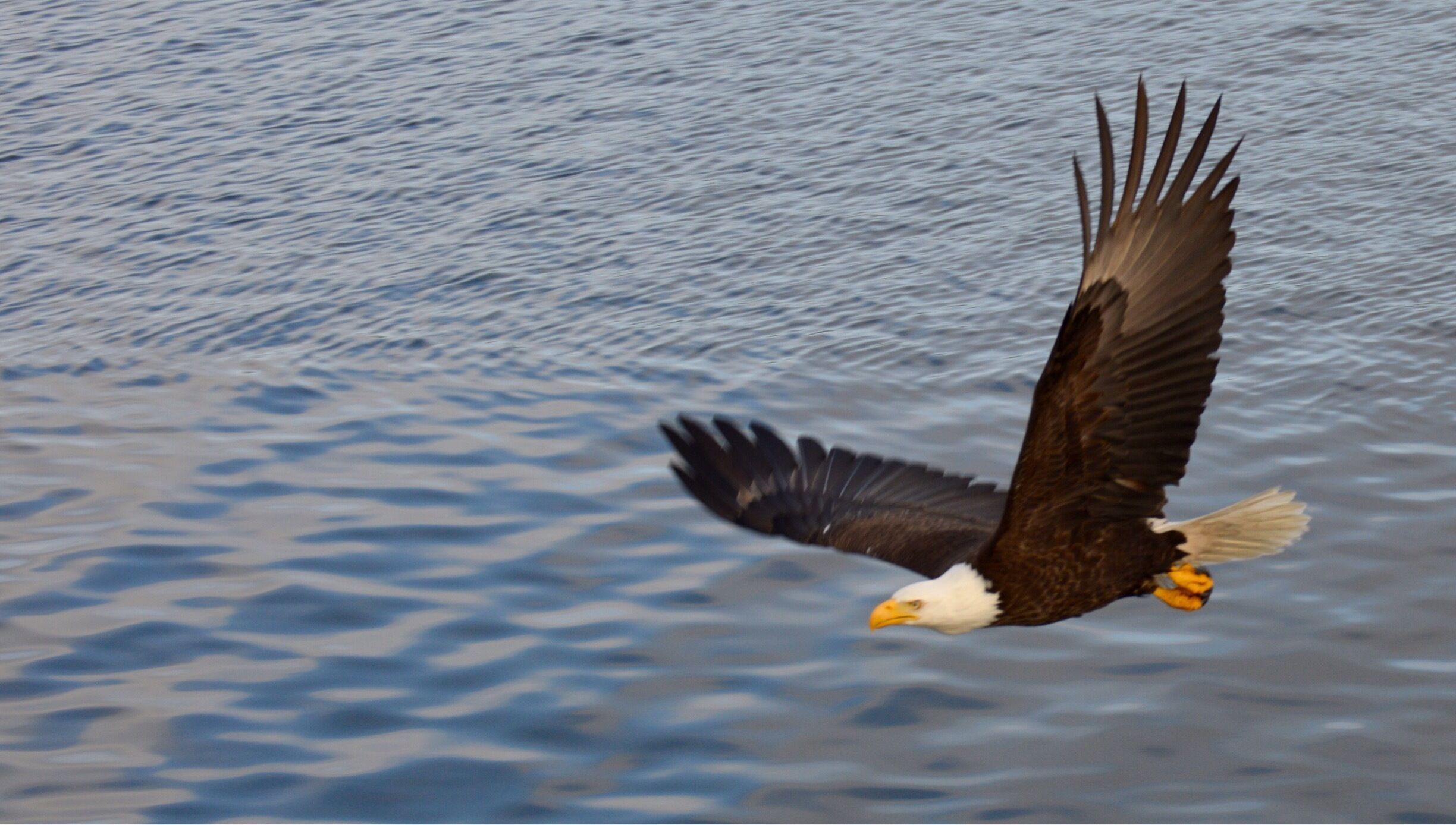 Another eagle trailing the boat 