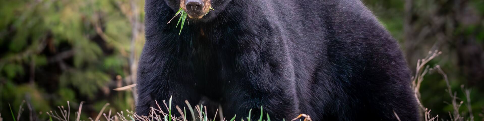 Black Bear enjoying a snack after a long winters hibernation, Kootenay Pass, West Kootenays, BC Canada, April 20th, 2025