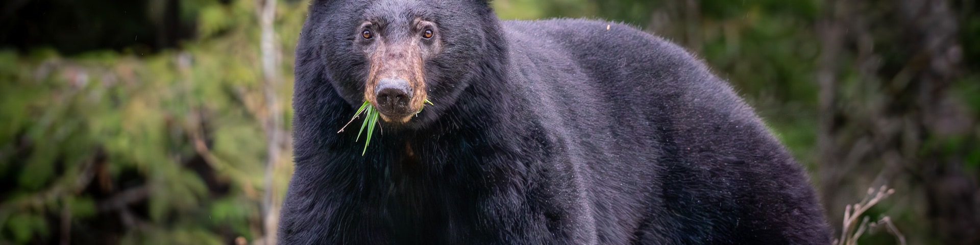 Black Bear enjoying a snack after a long winters hibernation, Kootenay Pass, West Kootenays, BC Canada, April 20th, 2025