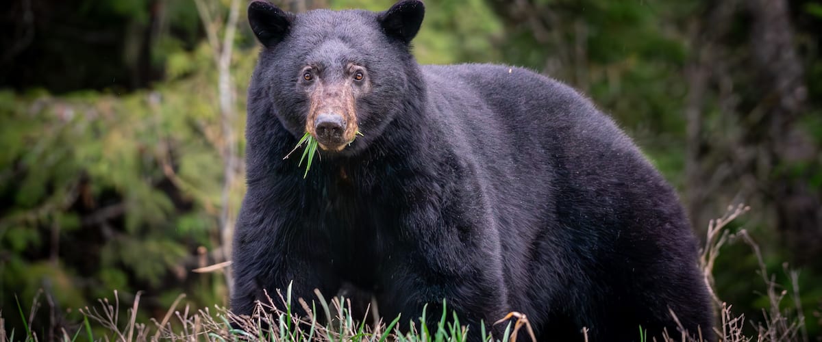 A black bear in a grassy area with dense forest in the background.
