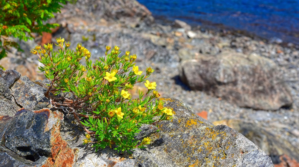 Yellow Blooms of Shrubby Cinquefoil on the Shores of Gander Lake, Newfoundland & Labrador, Canada.