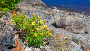 Yellow Blooms of Shrubby Cinquefoil on the Shores of Gander Lake, Newfoundland & Labrador, Canada.