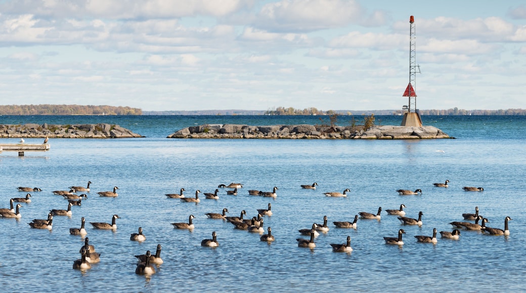 Canada geese at the southern shore of Lake Simcoe in Ontario