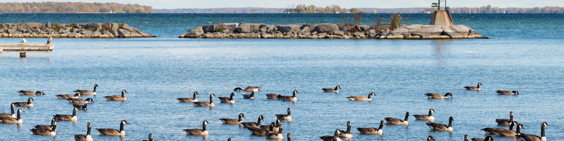 Canada geese at the southern shore of Lake Simcoe in Ontario