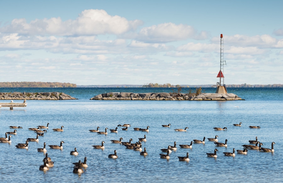 Canada geese at the southern shore of Lake Simcoe in Ontario