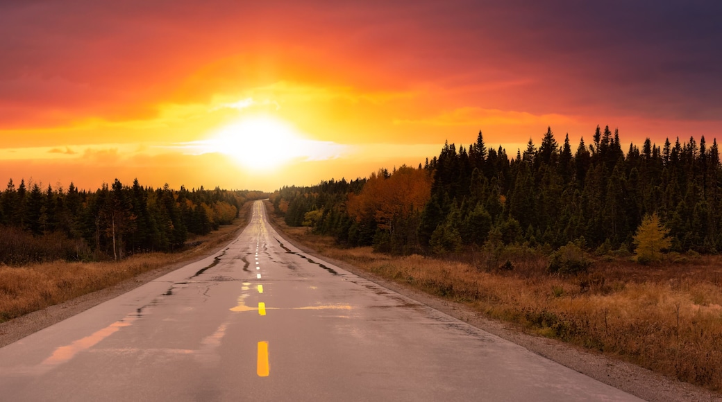 Scenic highway during a vibrant sunny day in the fall season. Colorful and Dramatic Sunset Sky Art Render. Taken in Newfoundland, Canada. Beautiful Adventure Background Panorama