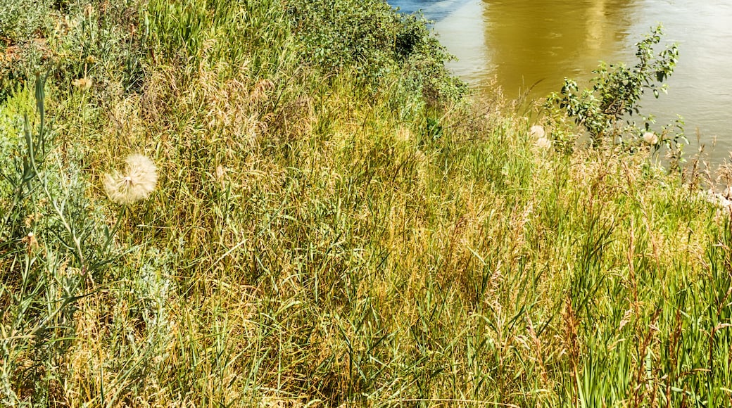Fraser Bridge, Quesnel BC, Canada
