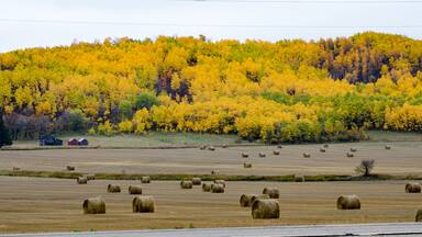 Hay Bales on Manitoba Farmland in the Parkland Region