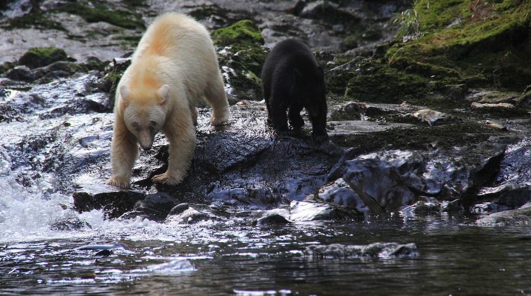A bear and cub near a flowing river with rocks and moss.