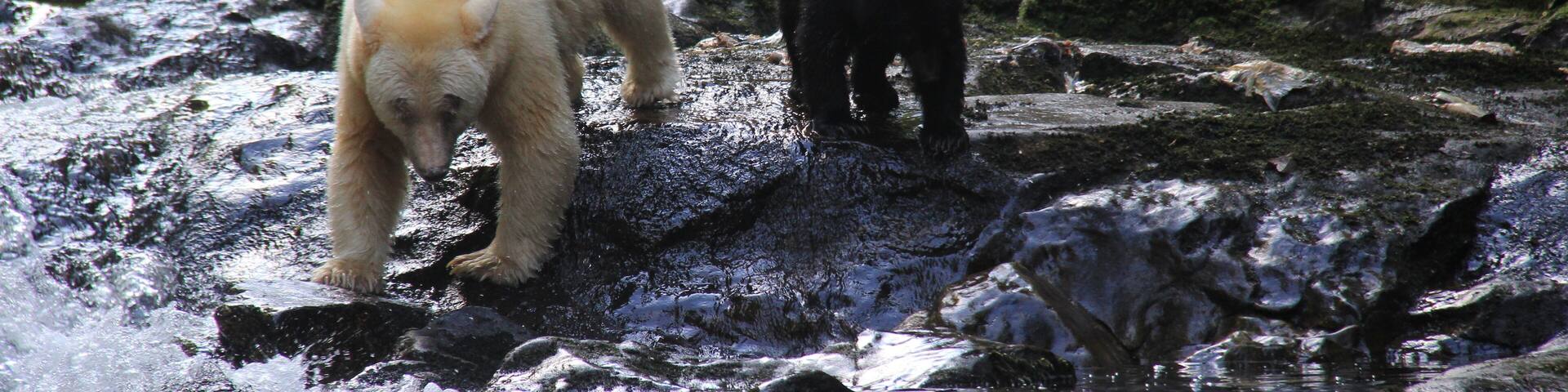 A bear and cub near a flowing river with rocks and moss.