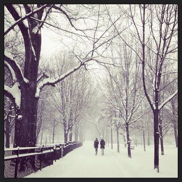 walking in the park, in a snowy day in Toronto