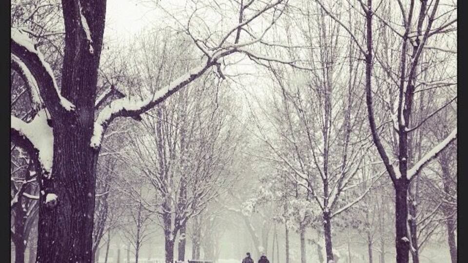 walking in the park, in a snowy day in Toronto