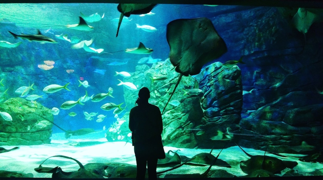 Had a great time in the Ray Bay! There is something so calming about watching them swim around. Would love to attend one of their yoga classes.
#toronto #photography #photographer #colorful #Aquarium #rays #fish #blue