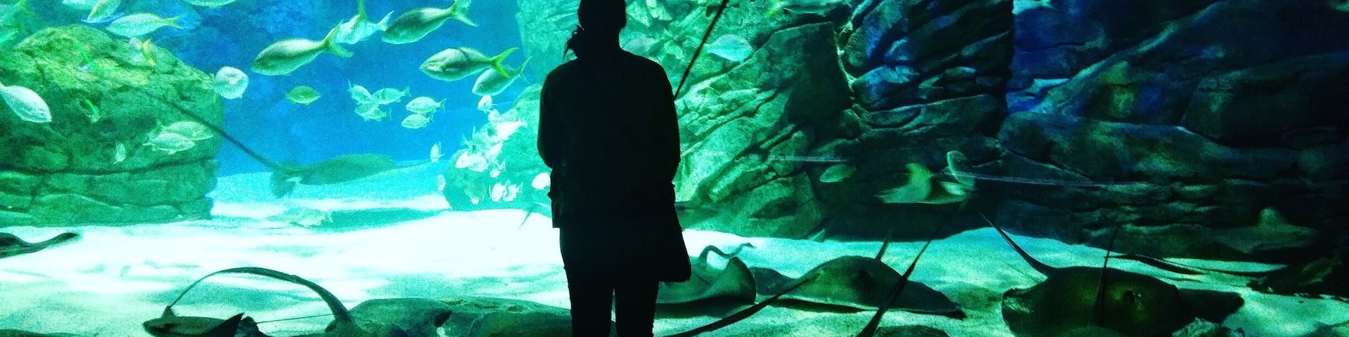 Had a great time in the Ray Bay! There is something so calming about watching them swim around. Would love to attend one of their yoga classes.
#toronto #photography #photographer #colorful #Aquarium #rays #fish #blue