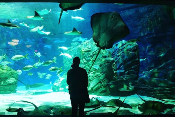 Had a great time in the Ray Bay! There is something so calming about watching them swim around. Would love to attend one of their yoga classes.
#toronto #photography #photographer #colorful #Aquarium #rays #fish #blue