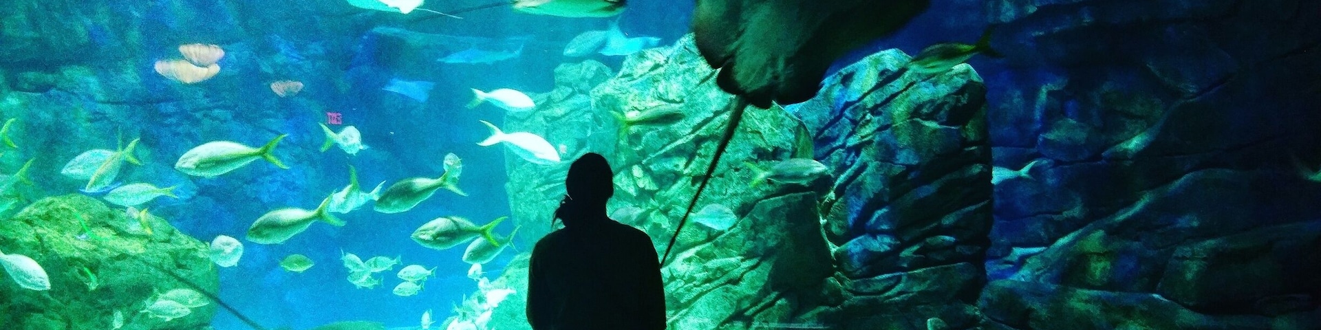 Had a great time in the Ray Bay! There is something so calming about watching them swim around. Would love to attend one of their yoga classes.
#toronto #photography #photographer #colorful #Aquarium #rays #fish #blue