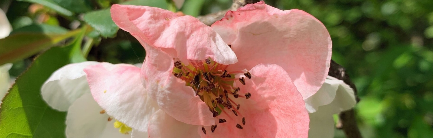 Garden flowers